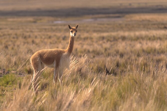 2-Day Tours from El Calafate: Torres del Paine & Perito Moreno - Price, extra fees, and what you receive