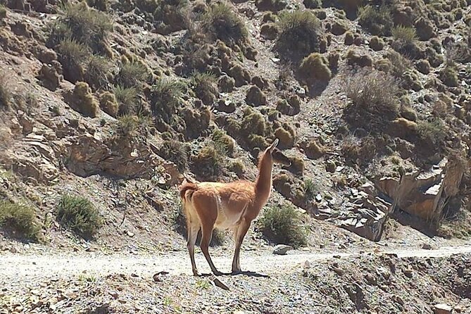 4X4 tour Villavicencio Puente del Inca - What the nine-hour schedule feels like