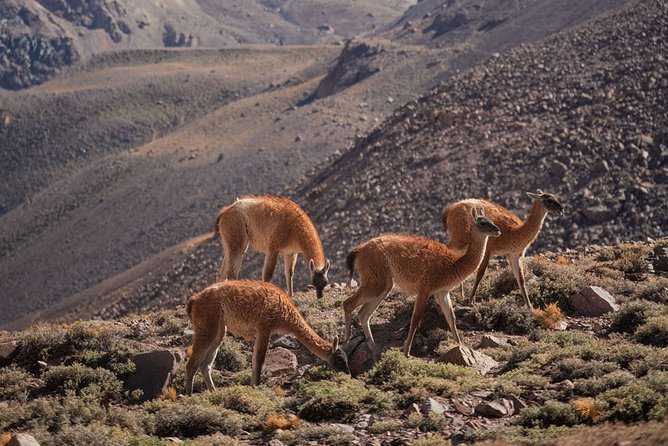 6-Day Andes Crossing from Mendoza to Chile by Horse - Why this Andes crossing feels different