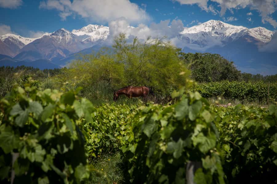 Adventure & Flavor: Breakfast, Rafting & Asado in Mendoza - Who should book this experience?