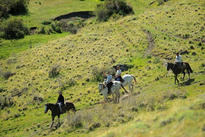 Adventure Horseback Riding on Cerro Frias - Returning through the lenga forest