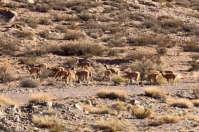 Andes Mountain Tour Circuit Mt Aconcagua - Why this Mendoza day trip is worth considering