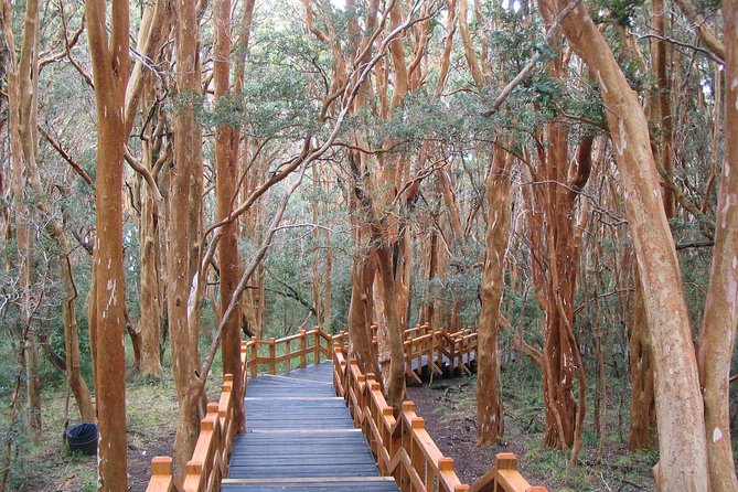 Arrayanes Forest with Victoria Island - Seeing the rare trees of Arrayanes Forest