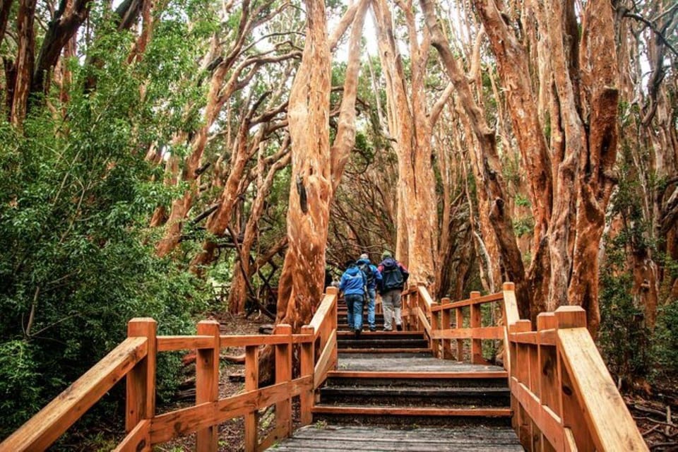 Bariloche: Arrayanes Forest and Victoria Island Tour - Walking through the Arrayanes Forest