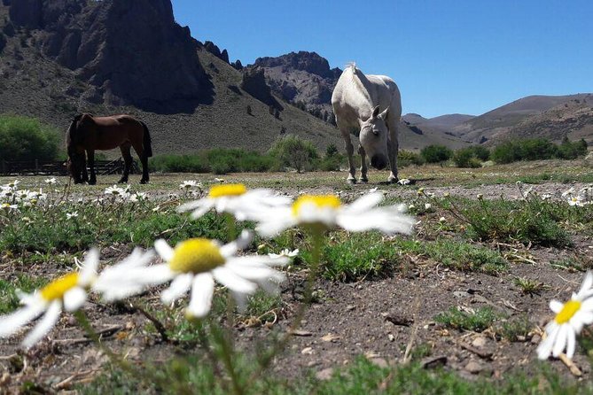 Bariloche Horseback Riding & Traditional Argentine Barbecue Tour - Horses chosen for comfort, not speed