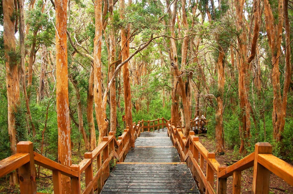Bariloche: Victoria Island and Arrayanes Forest Navigation - The second catamaran ride and Puerto Anchorena