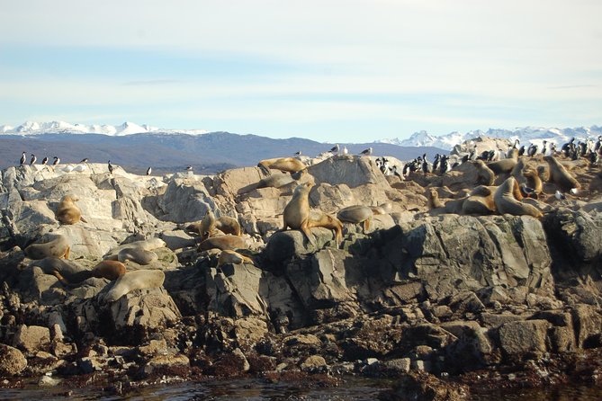Beagle Channel Navigation - Sea Lions Island - Cormorants at Isla de los Pájaros