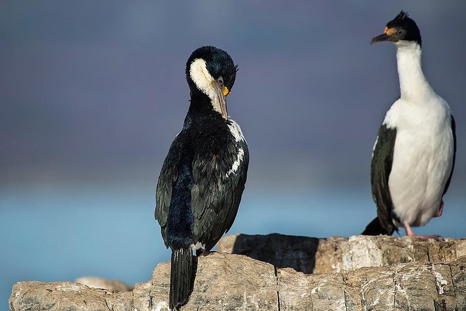 Beagle Channel Navigation with Minitrekking - Cormorants, sea lions, and the search for penguins