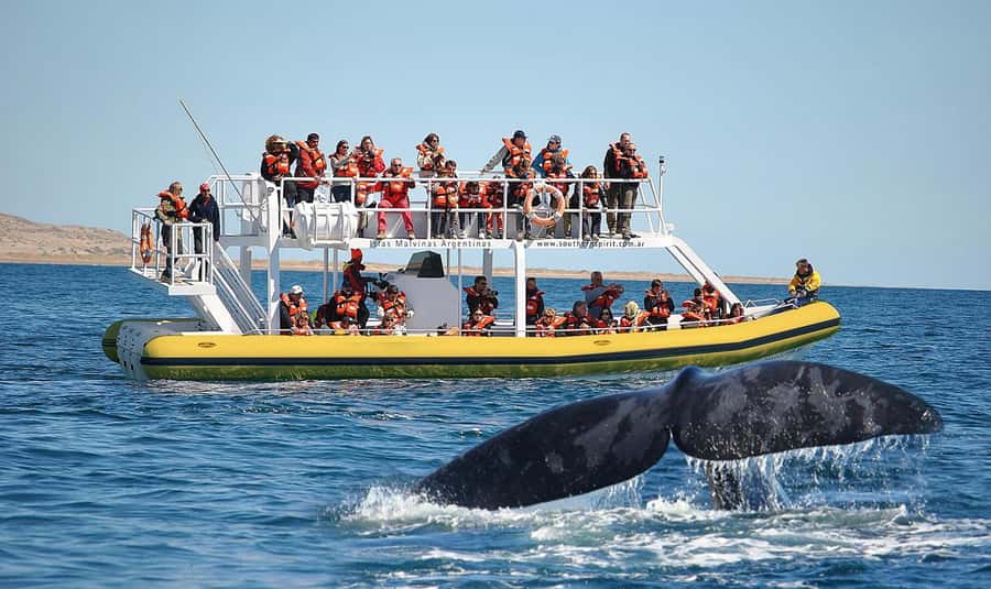 Best Tour to Peninsula Valdes - Why Peninsula Valdes deserves a full day