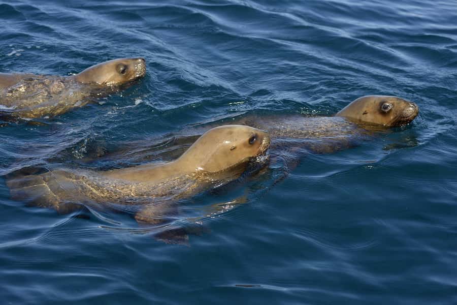 Best Tour to Peninsula Valdes - Pickup in Puerto Madryn and the small-van advantage