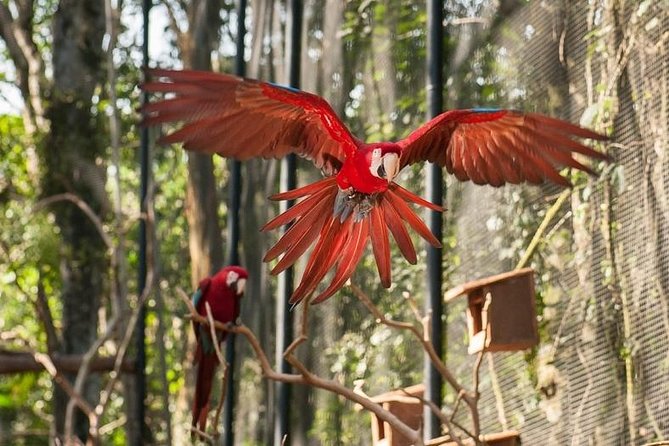 Bird Park & Iguassu Brazilian Side From Puerto Iguazú Hotels - Private Tour - Parque das Aves: two hours among more than 140 bird species