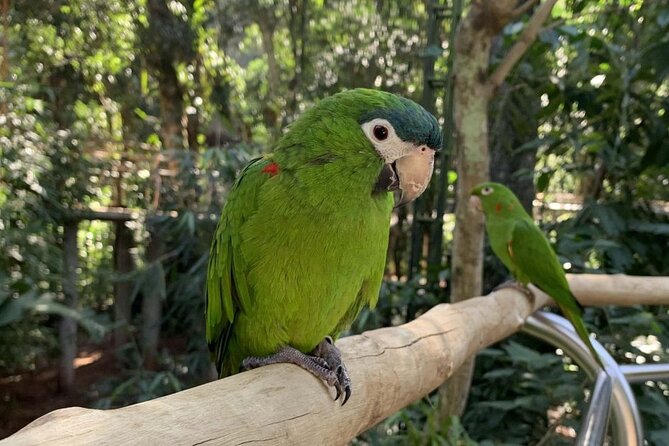 Bird Park & Iguassu Brazilian Side Gran Meliá Hotel Exclusive - Private Tour - Two Hours at Parque das Aves