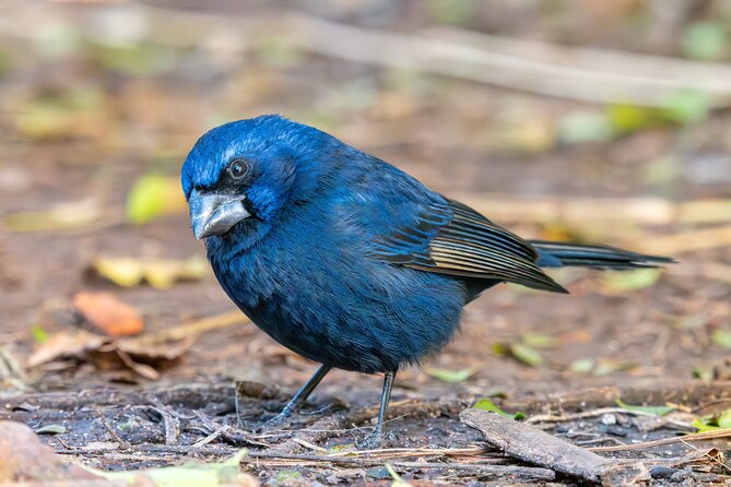 Bird watching and nature in Costanera Sur Ecological Reserve - Walking the forest, lagoons, and river viewpoints