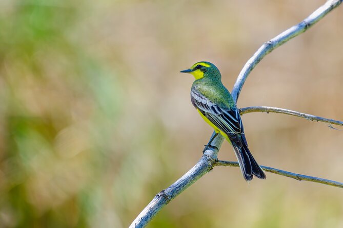 Bird watching and nature in Costanera Sur Ecological Reserve - A photo safari without making photography the whole show
