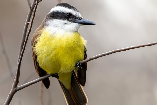 Bird watching and nature in Costanera Sur Ecological Reserve - A good choice for a layover or cruise stop