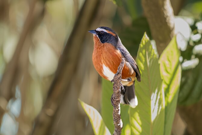 Bird watching and nature in Costanera Sur Ecological Reserve - Weather, comfort, and practical limits