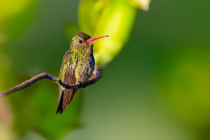 Bird watching and nature in Costanera Sur Ecological Reserve - Starting at 8:00 a.m. with Javier