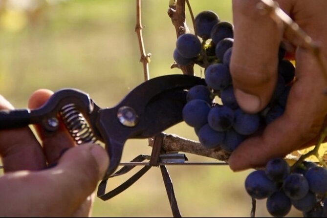 Bodega Gamboa Small-Group Wine Tasting Tour with Lunch - Who should book this day trip?