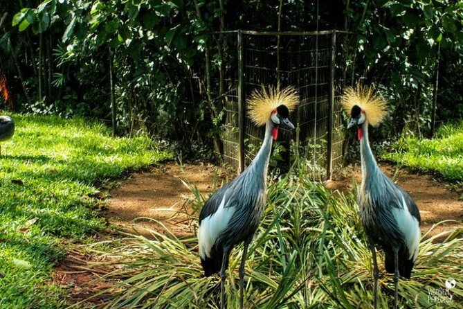 Brazilian Waterfalls Tour and Bird Park with Transfer - Seeing Iguazu Falls from the Brazilian side