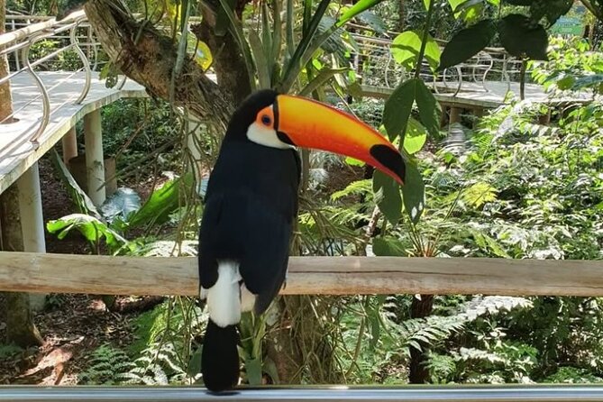 Brazilian Waterfalls Tour and Bird Park with Transfer - The 7:30 a.m. pickup from Puerto Iguazu