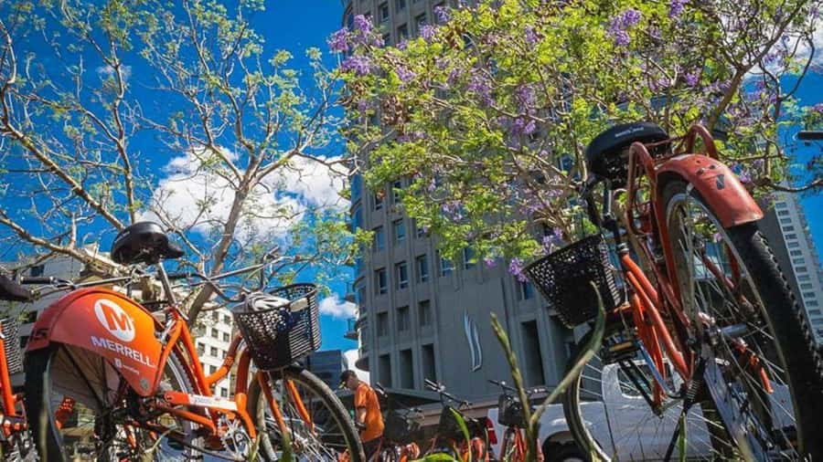 Buenos Aires Bike Tour: South or North Circuit - Palermo Woods, roses, and city parks