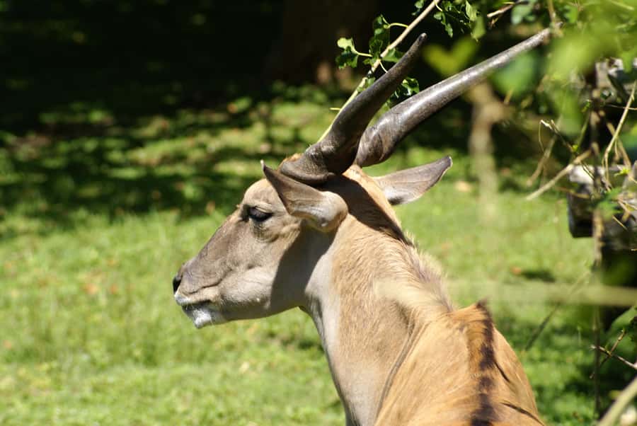 Buenos Aires: Bioparque Temaiken with Transfers - Key points before you book