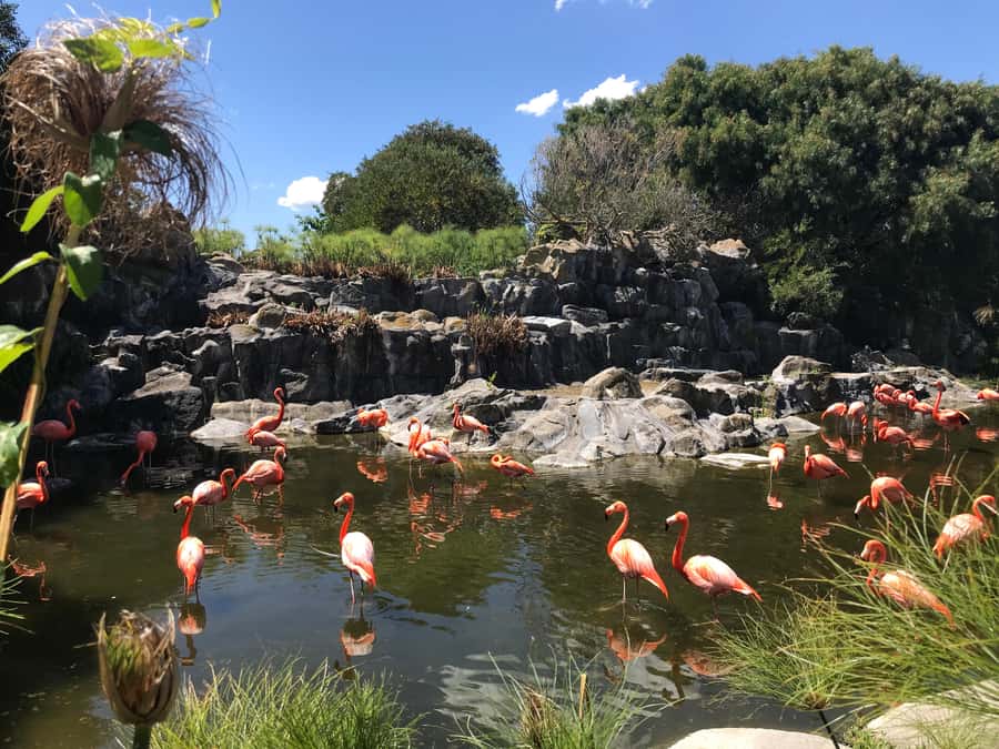 Buenos Aires: Bioparque Temaiken with Transfers - The morning pickup and long ride from Buenos Aires