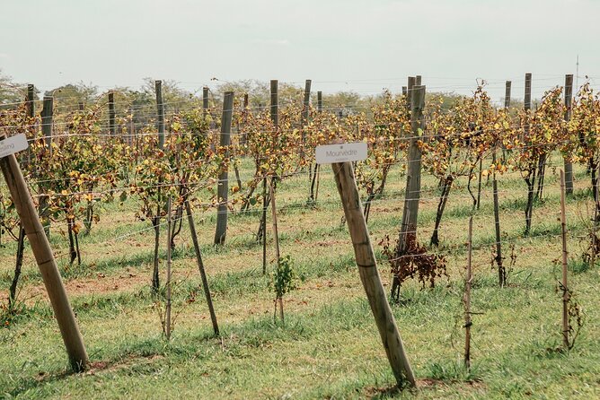 Buenos Aires Exp. Winery Gamboa Tasting and Lunch and Transfer - Arriving with sparkling wine