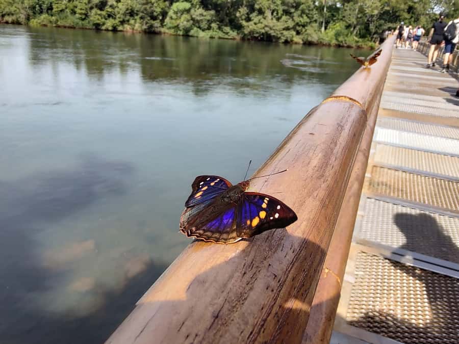 Buenos Aires: Iguazu Falls Private Tour with Flights - Key points to know before booking