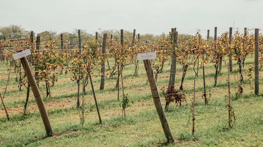 Buenos Aires: Lunch and Wine Tasting at Bodega Gamboa - Key points to know before booking