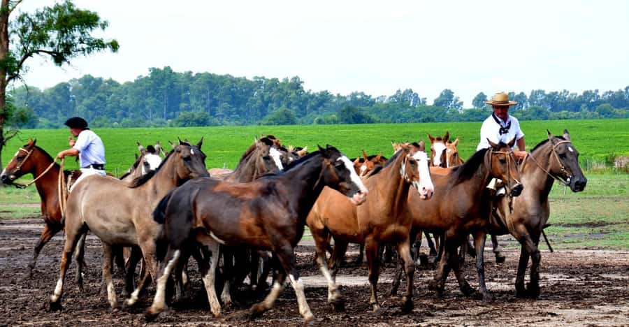Buenos Aires: Santa Susana Ranch Day Tour, BBQ & Shows - Tango, folklore, malambo, and boleadoras