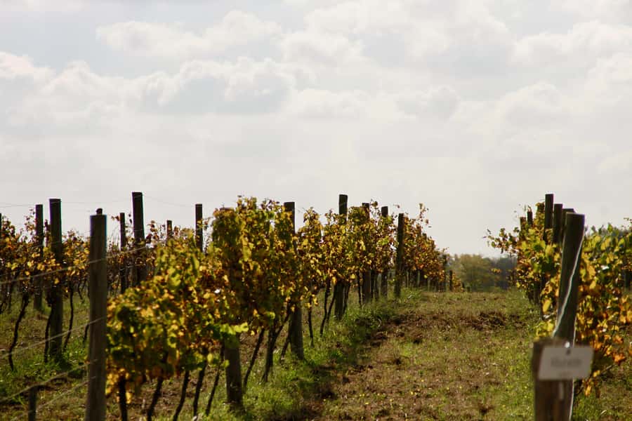 Buenos Aires: Wine Tasting and Lunch at Bodega Gamboa - Who should book this wine day trip?