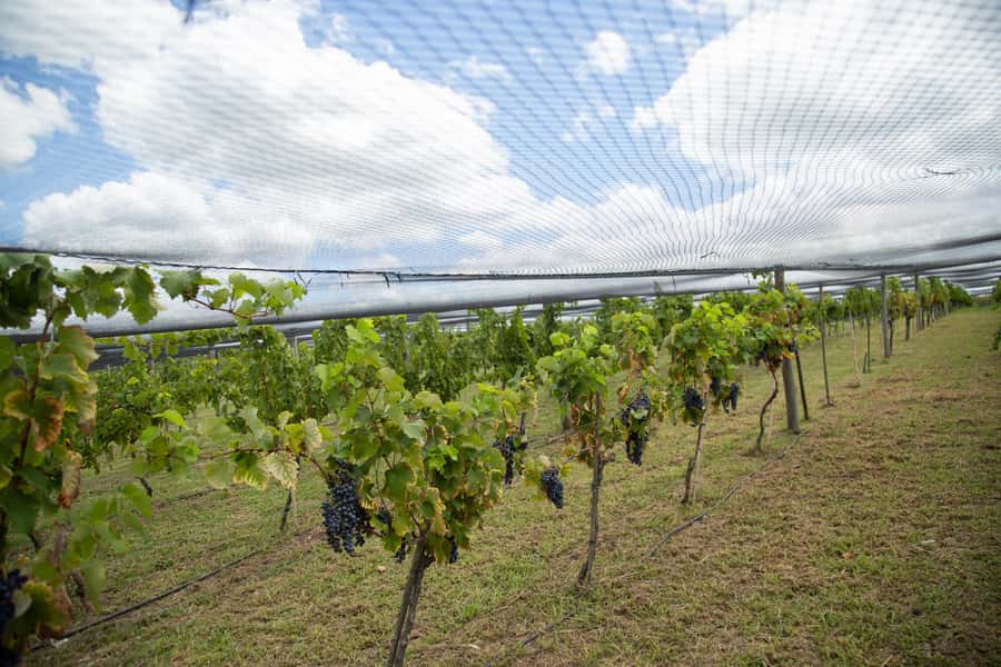 Buenos Aires: Wine Tasting & Lunch at Gamboa Vineyard - How the $220 price works out