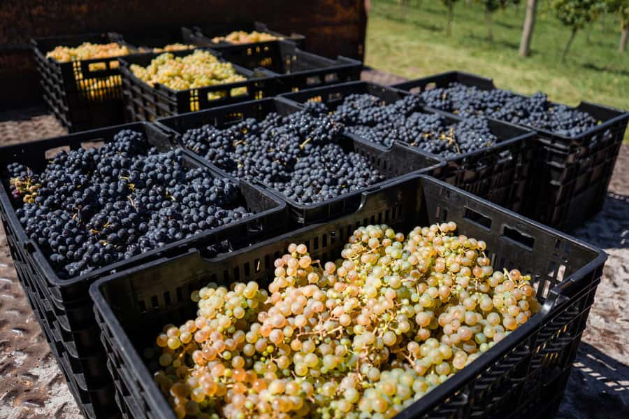 Buenos Aires: Wine Tasting & Lunch at Gamboa Vineyard - Timing, comfort, and small practical tips