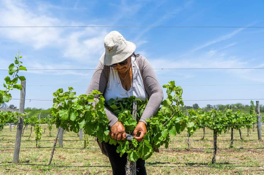 Buenos Aires: Wine Tasting & Lunch at Gamboa Vineyard - Should you book Bodega Gamboa?