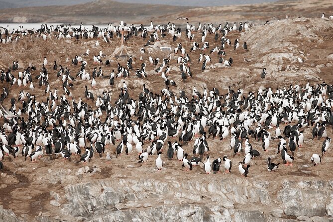 Catamaran Tour through the Beagle Channel and Penguins in Isla Martillo - Puerto Almanza, Chile, and the Yámana connection