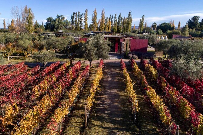 Chandon Winery + Enemigo Lunch (Michelin Guide). Transfer included - Who will enjoy this tour most
