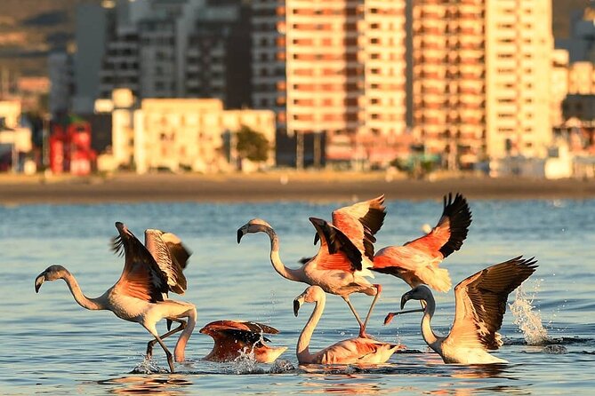 City Tour and Sea Lions at Punta Loma from Puerto Madryn - Why this Puerto Madryn tour works