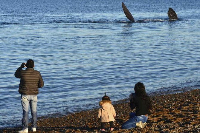 City Tour and Sea Lions at Punta Loma from Puerto Madryn - The gravel road to Punta Loma