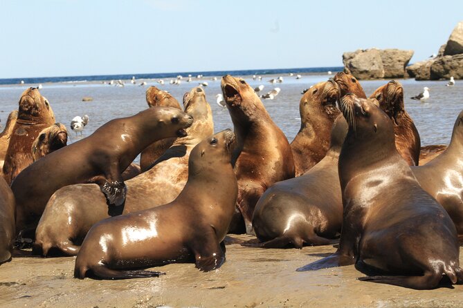 City Tour and Sea Lions at Punta Loma from Puerto Madryn - How the guide affects the experience