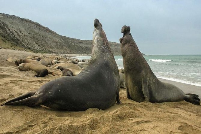 City Tour and Sea Lions at Punta Loma from Puerto Madryn - Punta Cuevas and the first Welsh settlement
