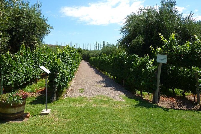 Classic Mendoza wineries with private lunch - A shorter visit at Bodega Bombal
