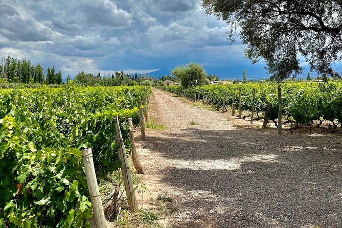Classic Mendoza wineries with private lunch - How the five-hour schedule feels