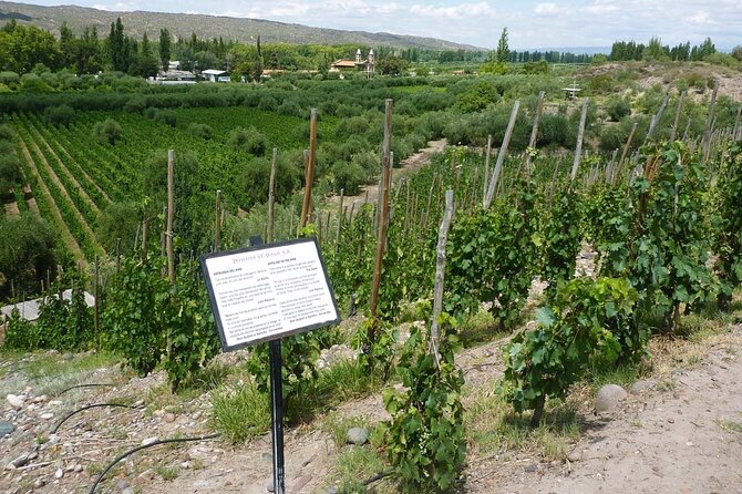 Classic Mendoza wineries with private lunch - Transport, group size, and comfort