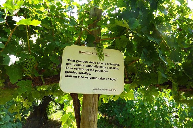 Classic Mendoza wineries with private lunch - Who should book this experience