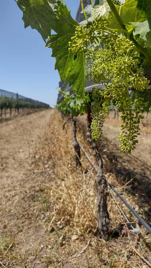 Córdoba: Wine Tour Privado a Colonia Caroya - Día completo - Key points to know before you book