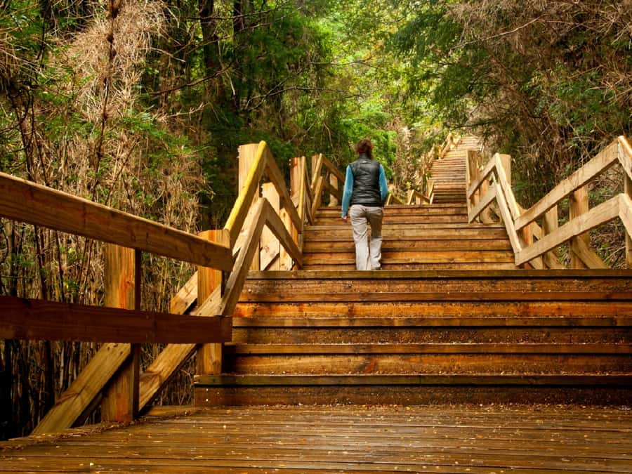 Crossing to Puerto Blest and Cascada de los Cántaros - Why Puerto Blest Makes a Strong Day Trip from Bariloche