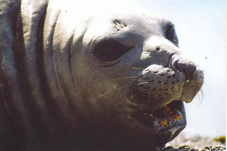 Cruise Shore Excursion Peninsula Valdes - Box Lunch Included - Starting at the Puerto Madryn Pier