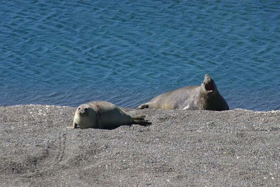 Cruise Shore Excursion Peninsula Valdes - Box Lunch Included - Caleta Valdes and the Elephant Seals