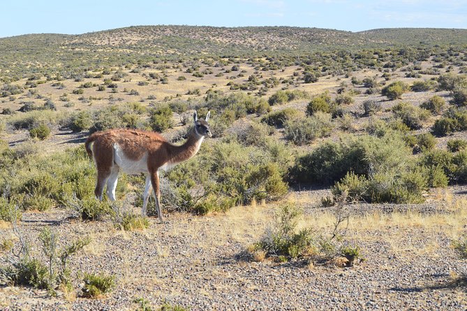Cruise Shore Excursion Peninsula Valdes - Pto Madryn - Patagonia - Argentina - What this Puerto Madryn shore excursion actually is